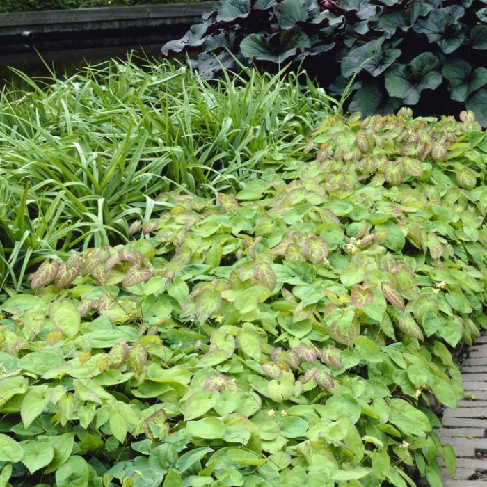 Epimedium\u0020versicolor\u0020\u0027Sulphureum\u0027\u0020\u002D\u0020Elfenbloem Epimedium\u0020versicolor\u0020\u0027Sulphureum\u0027\u0020\u002D\u0020Elfenbloem