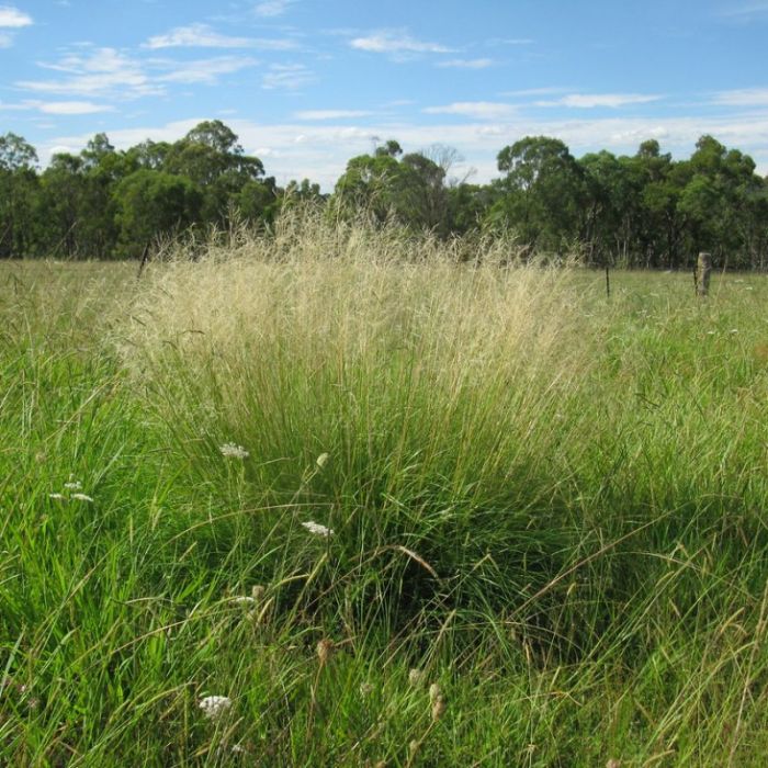 Eragrostis curvula 