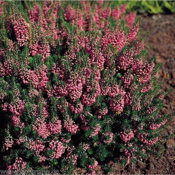 Erica\u0020vagans\u0020\u0027Diana\u0020Hornibrook\u0027 Erica\u0020vagans\u0020\u0027Diana\u0020Hornibrook\u0027