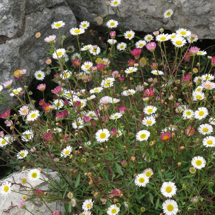Erigeron karvinskianus - Fijnstraal