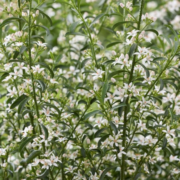 Eriostemon myoporoides - Wasbloem