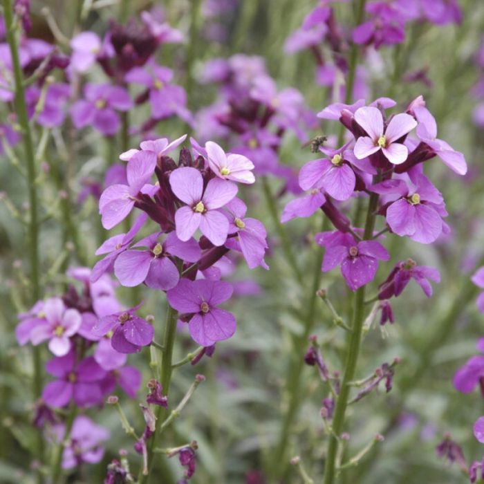 Erysimum 'Bowles Mauve' - Steenraket Erysimum 'Bowles Mauve' - Steenraket