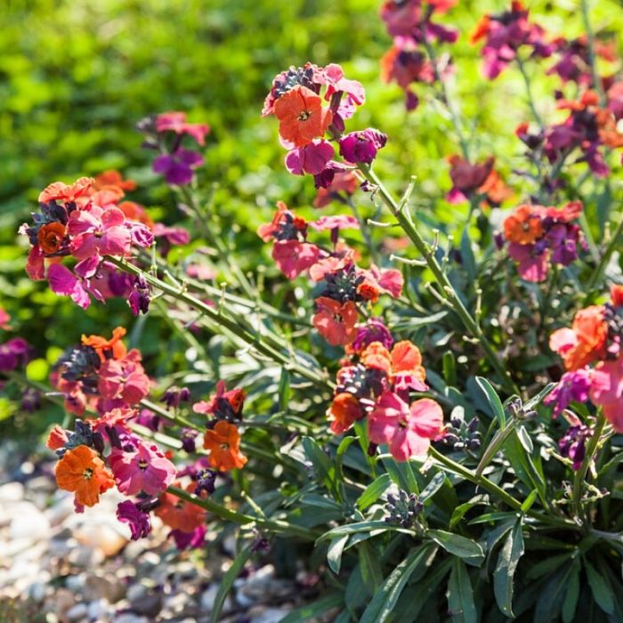 Erysimum 'Constant Cheer' - Steenraket Erysimum 'Constant Cheer' - Steenraket