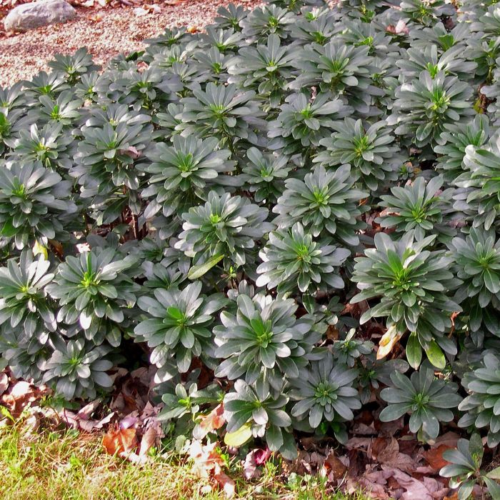 Euphorbia\u0020amygdaloides\u0020robbiae