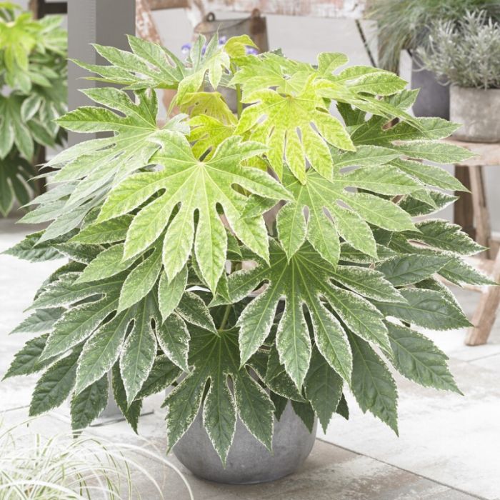 Fatsia japonica 'Spider's Web' - Vingerplant