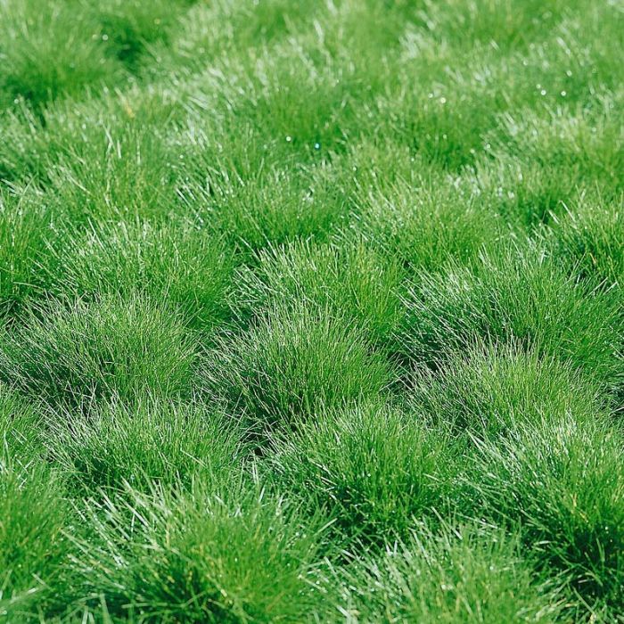 Festuca gautieri - Berenvel