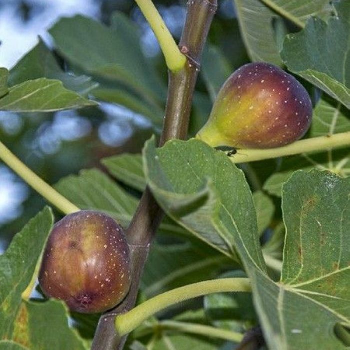 Ficus\u0020carica\u0020\u0027Del\u0020Portogallo\u0027 Ficus\u0020carica\u0020\u0027Del\u0020Portogallo\u0027