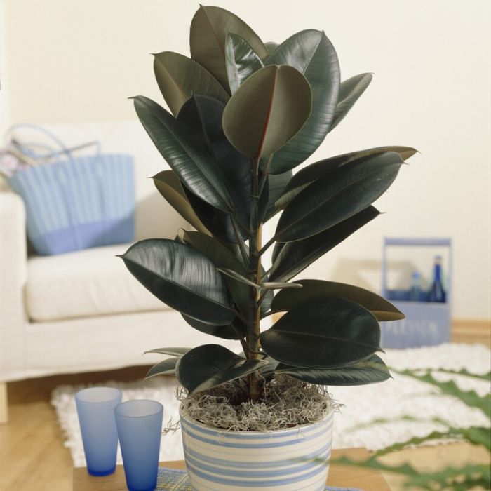 Ficus\u0020elastica\u0020\u0027Abidjan\u0027\u0020\u002D\u0020Rubberplant Ficus\u0020elastica\u0020\u0027Abidjan\u0027\u0020\u002D\u0020Rubberplant