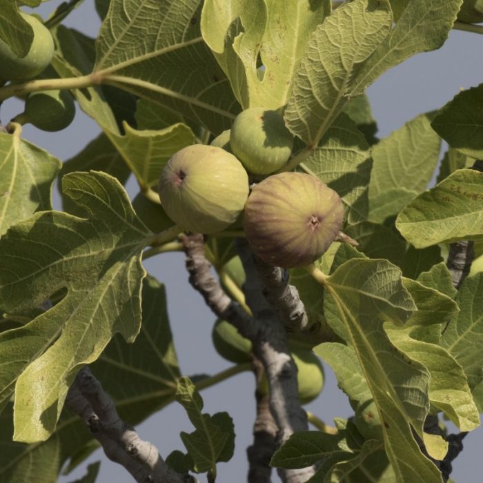 Ficus carica 'Dalmatié' - Gewone Vijg