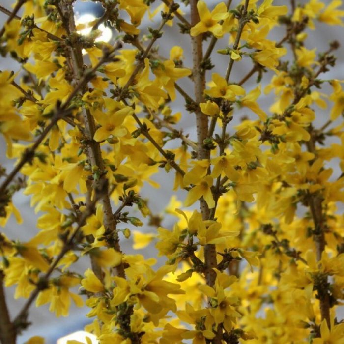 Forsythia intermedia 'Mikador' - Chinees Klokje