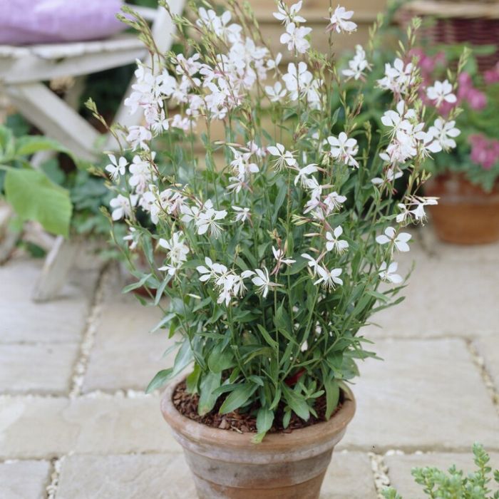 Gaura\u0020lindheimeri\u0020\u0027Whirling\u0020Butterflies\u0027\u0020\u002D\u0020Prachtkaars Gaura\u0020lindheimeri\u0020\u0027Whirling\u0020Butterflies\u0027\u0020\u002D\u0020Prachtkaars