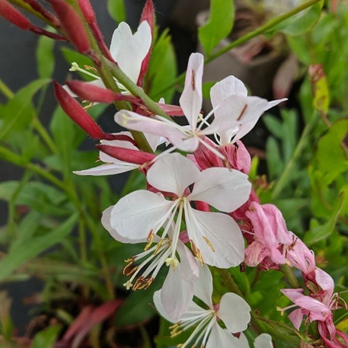 Gaura lindheimeri 'Flamingo White' - Prachtkaars