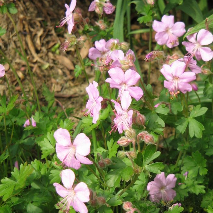 Geranium dalmaticum - Ooievaarsbek