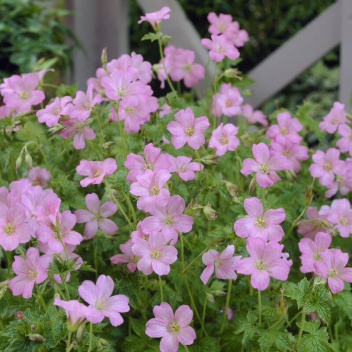 Geranium endressii 'Wargrave Pink' - Ooievaarsbek