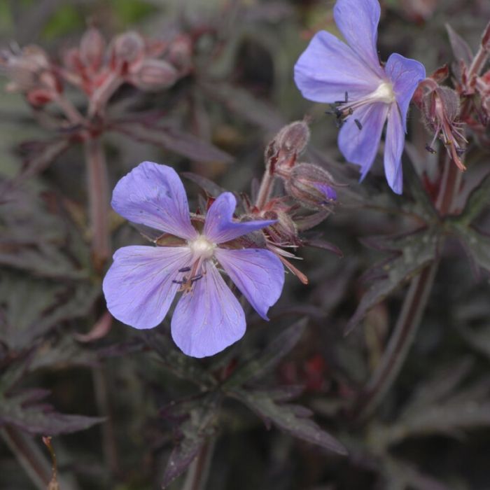 Geranium pratense 'Midnight Reiter' - Ooievaarsbek