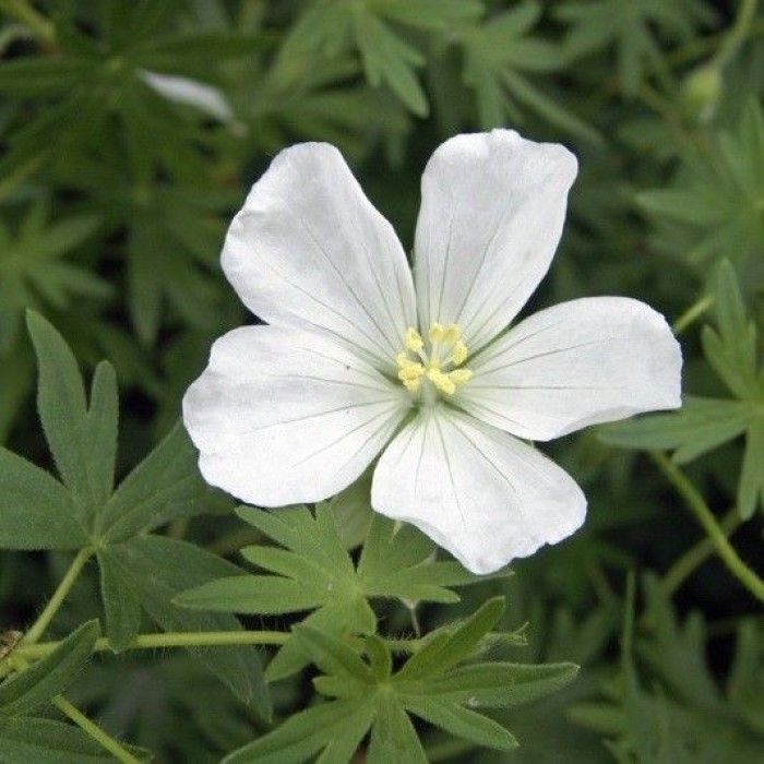 Geranium\u0020sanguineum\u0020Album Geranium\u0020sanguineum\u0020Album