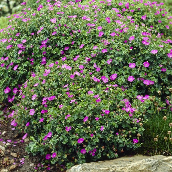 Geranium\u0020Sanguineum\u0020\u0027Max\u0020Frei\u0027 Geranium\u0020Sanguineum\u0020\u0027Max\u0020Frei\u0027