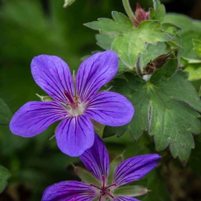 Geranium\u0020wlassovianum Geranium\u0020wlassovianum