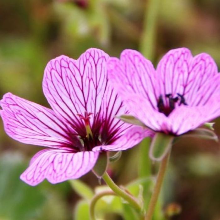 Geranium cinereum 'Ballerina' - Ooievaarsbek