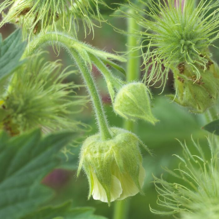 Geum rivale 'Album' - Nagelkruid