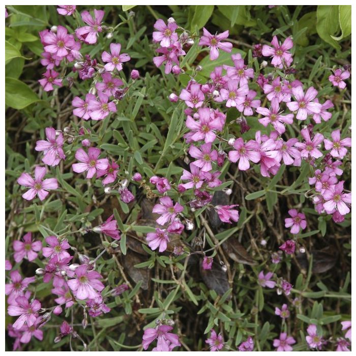 Gypsophila\u0020repens\u0020Rosea\u0020\u002D\u0020Gipskruid Gypsophila\u0020repens\u0020Rosea\u0020\u002D\u0020Gipskruid