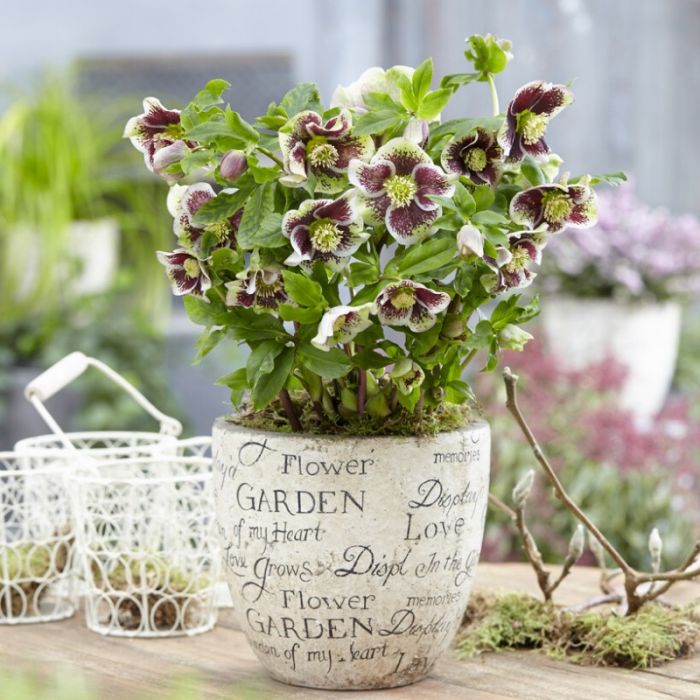 Helleborus orientalis 'Pretty Ellen Spotted' - Kerstroos