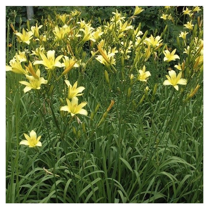 Hemerocallis\u0020altissima Hemerocallis\u0020altissima
