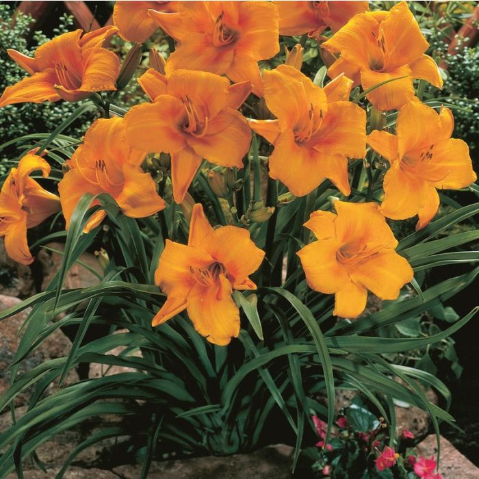 Hemerocallis 'Chicago Sunrise' - Daglelie