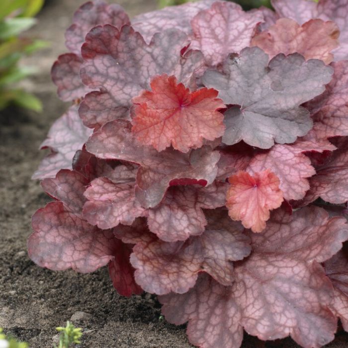 Heuchera 'Fire Chief' - Purperklokje