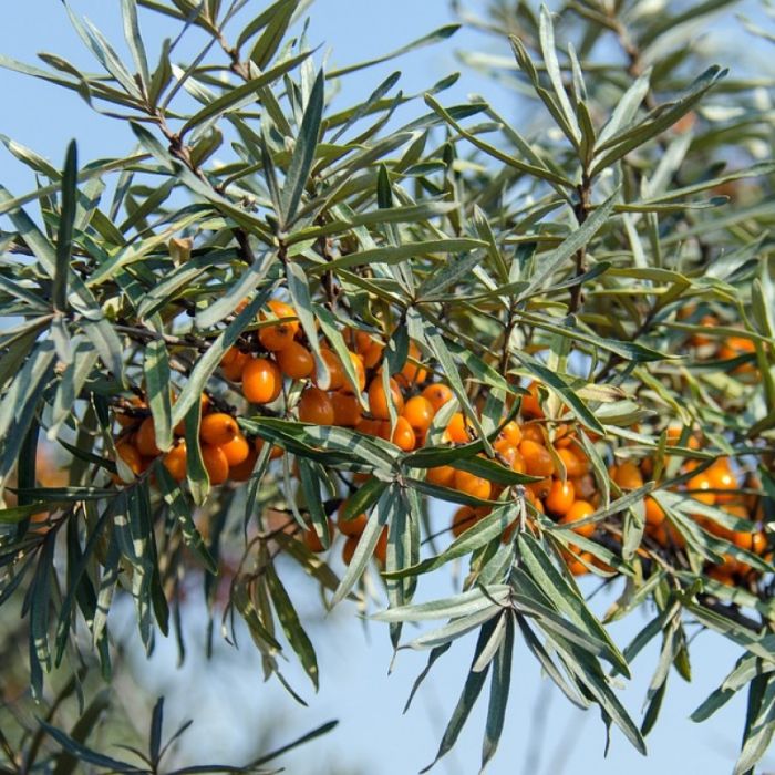 Hippophae rhamnoides 'Friesdorfer Orange' - Duindoorn