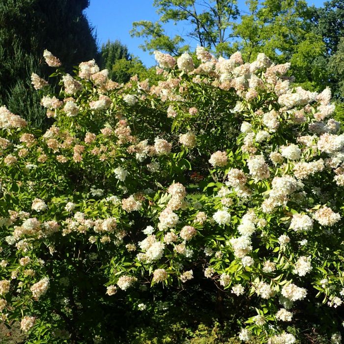 Hydrangea\u0020paniculata\u0020\u0027Grandiflora\u0027\u0020\u002D\u0020Pluimhortensia Hydrangea\u0020paniculata\u0020\u0027Grandiflora\u0027\u0020\u002D\u0020Pluimhortensia
