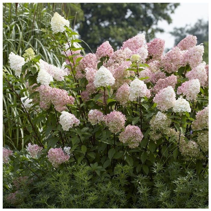 Hydrangea paniculata 'Vanille Fraise' - Pluimhortensia