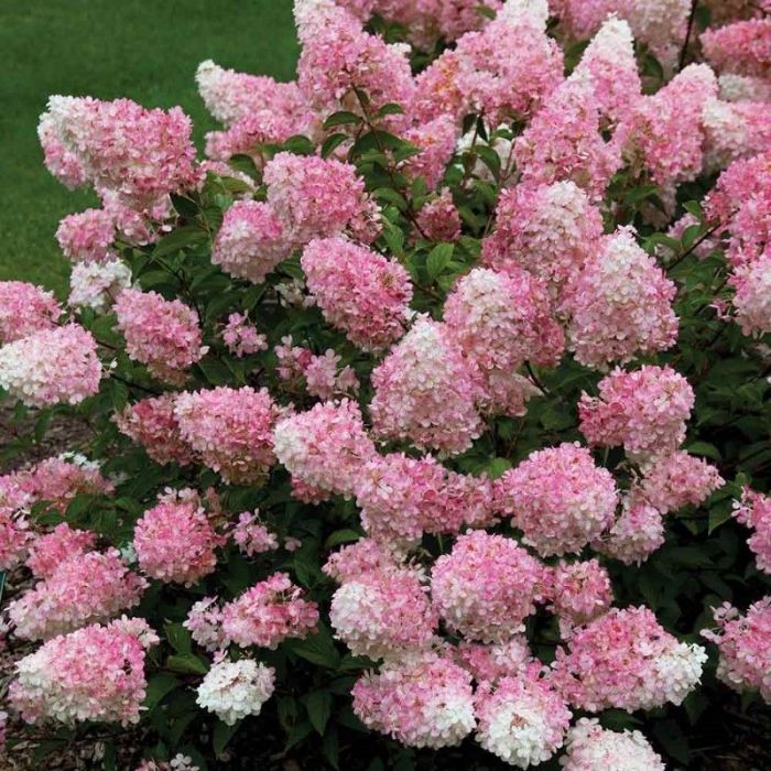 Hydrangea\u0020paniculata\u0020\u0027Vanille\u0020Fraise\u0027\u0020op\u0020stam\u0020\u002D\u0020Hortensia Hydrangea\u0020paniculata\u0020\u0027Vanille\u0020Fraise\u0027\u0020op\u0020stam\u0020\u002D\u0020Hortensia