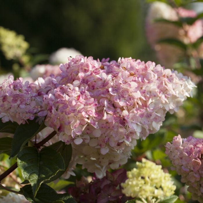 Hydrangea\u0020paniculata\u0020\u0027Vanille\u0020Fraise\u0027\u0020op\u0020stam\u0020\u002D\u0020Hortensia Hydrangea\u0020paniculata\u0020\u0027Vanille\u0020Fraise\u0027\u0020op\u0020stam\u0020\u002D\u0020Hortensia