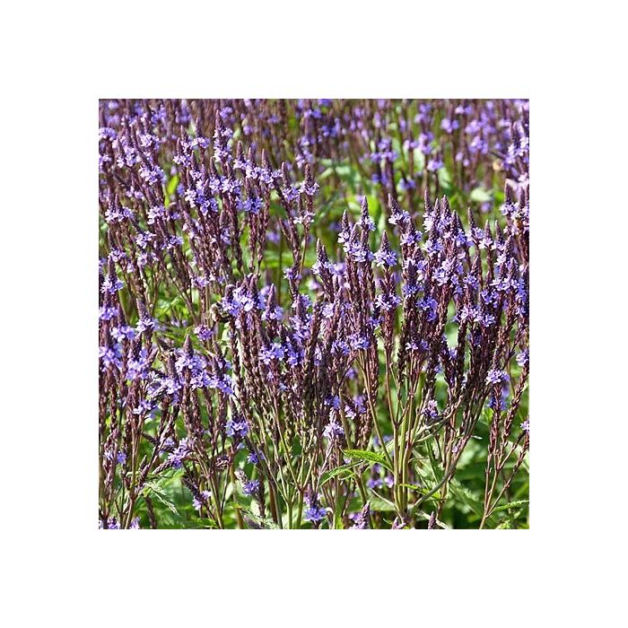 Verbena macdougalii 'Lavender Spires' - IJzerhard