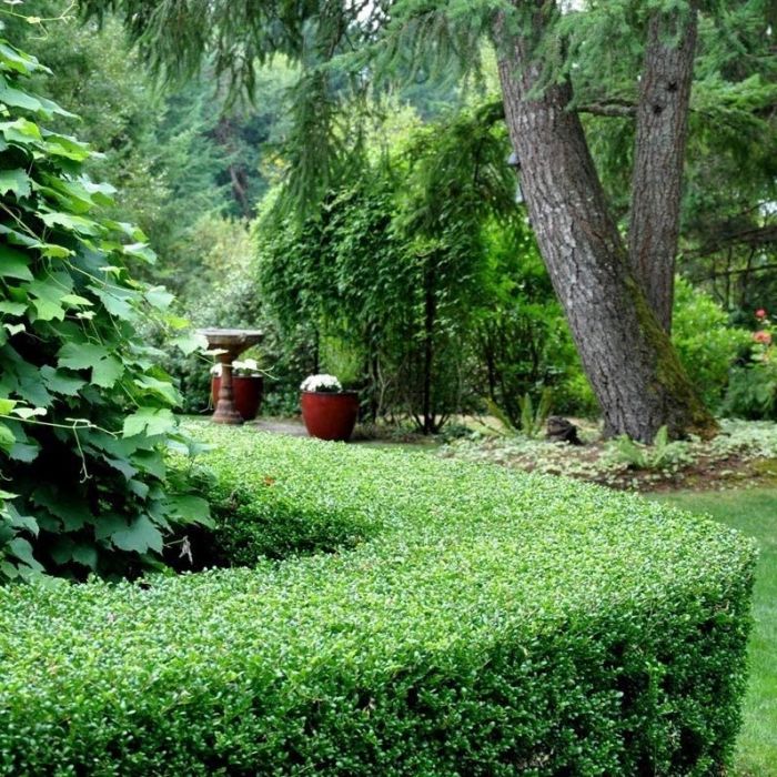 Ilex crenata 'Stokes' - Japanse Hulst