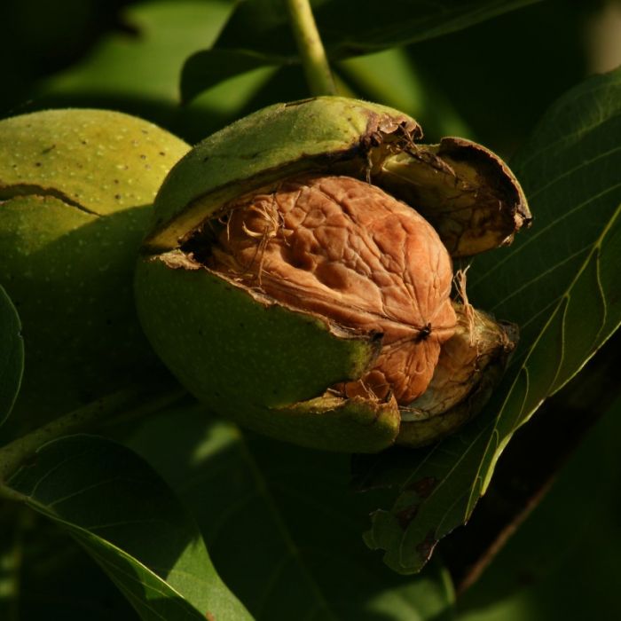 Juglans regia - Wilde Walnoot