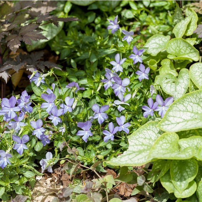 Vinca minor - Maagdenpalm