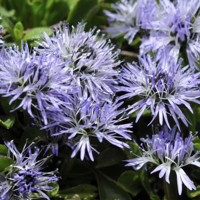 Globularia punctata - Kogelbloem