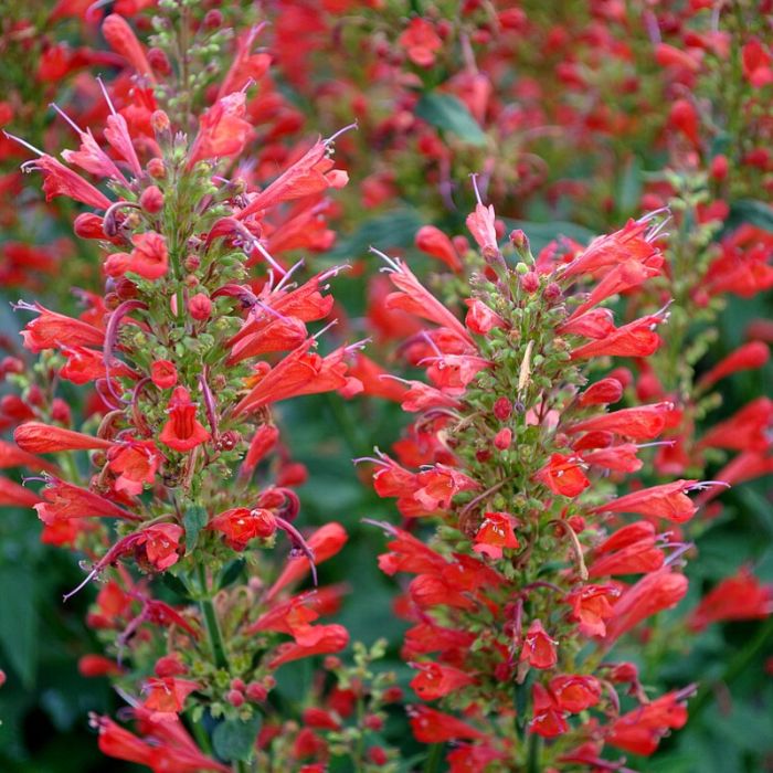 Agastache 'Kudos Red' - Dropplant