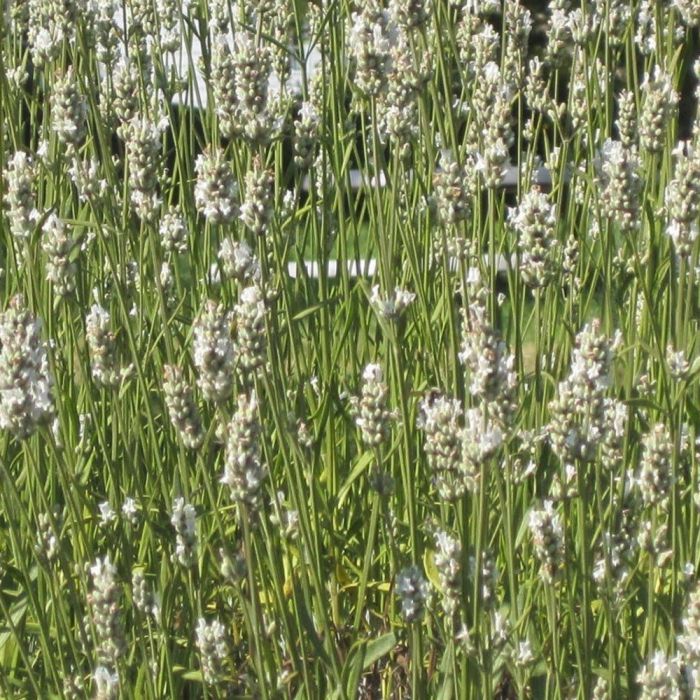 Lavandula intermedia 'Edelweiss' - Lavendel