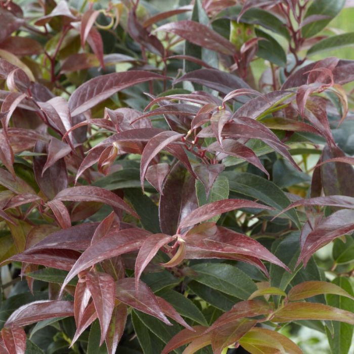 Leucothoe\u0020keiskei\u0020\u0027Royal\u0020Ruby\u0027\u0020\u002D\u0020Druifheide Leucothoe\u0020keiskei\u0020\u0027Royal\u0020Ruby\u0027\u0020\u002D\u0020Druifheide
