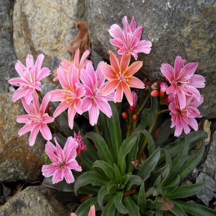 Lewisia\u0020\u0027Little\u0020Plum\u0027\u0020\u002D\u0020Bitterkruid Lewisia\u0020\u0027Little\u0020Plum\u0027\u0020\u002D\u0020Bitterkruid