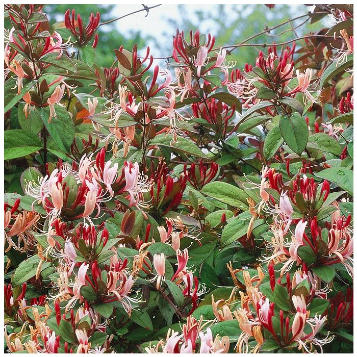 Lonicera japonica 'Red World' - Kamperfoelie