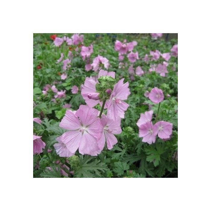 Malva\u0020moschata\u0020\u0027Rosea\u0027 Malva\u0020moschata\u0020\u0027Rosea\u0027