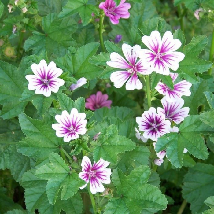 Malva sylvestris 'Zebrina' - Muskuskaasjeskruid