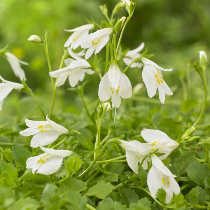 Mazus reptans 'Albus'