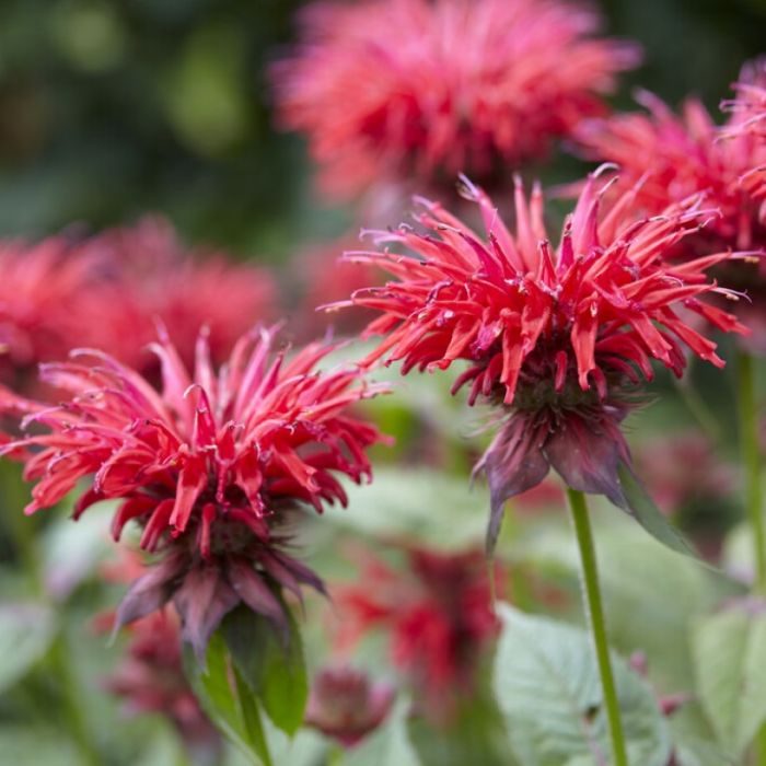 Monarda\u0020\u0027Gardenview\u0020Scarlet\u0027\u0020\u002D\u0020Bergamotplant Monarda\u0020\u0027Gardenview\u0020Scarlet\u0027\u0020\u002D\u0020Bergamotplant
