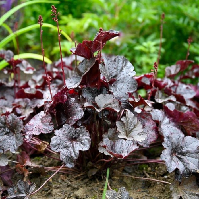 Heuchera 'Obsidian' - Purperklokje