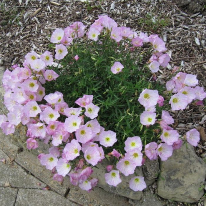 Oenothera\u0020speciosa\u0020\u0027Siskiyou\u0027\u0020\u002D\u0020Teunisbloem Oenothera\u0020speciosa\u0020\u0027Siskiyou\u0027\u0020\u002D\u0020Teunisbloem